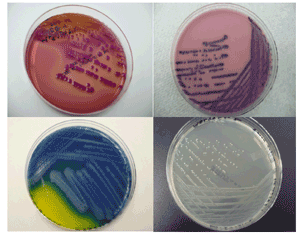 Coliforms