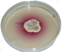 Mold producing possible mycotoxins